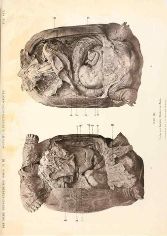 Reproducción/Reproduction 25533876990: Wissenschaftliche Ergebnisse der Deutschen Tiefsee-Expedition auf dem Dampfer ""Valdivia"" 1898-1899.. Jena,G. Fischer,1902-40.