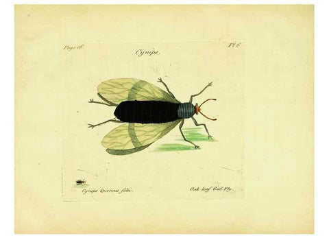 Reproducción/Reproduction 26951327945: A decade of curious insects: some of them not describ'd before:. London,Printed for the author,1773.