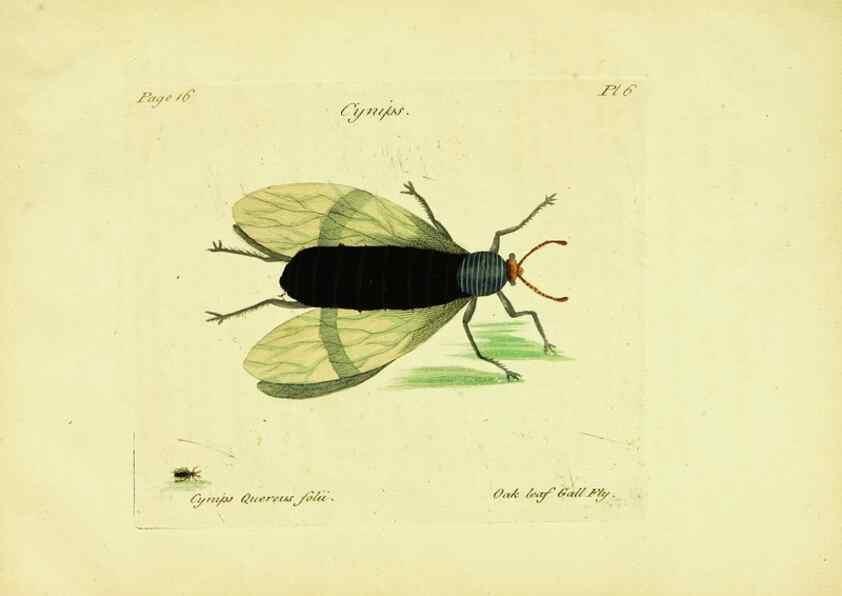 Reproducción/Reproduction 26951327945: A decade of curious insects: some of them not describ'd before:. London,Printed for the author,1773.