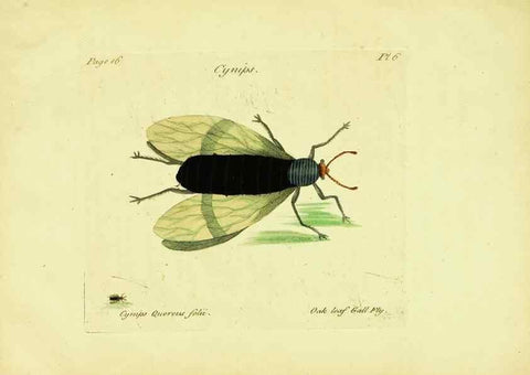 Reproducción/Reproduction 26951327945: A decade of curious insects: some of them not describ'd before:. London,Printed for the author,1773.