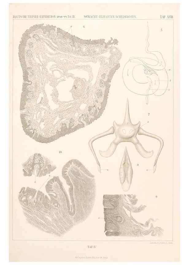 Reproducción/Reproduction 25834575595: Wissenschaftliche Ergebnisse der Deutschen Tiefsee-Expedition auf dem Dampfer ""Valdivia"" 1898-1899.. Jena,G. Fischer,1902-40.