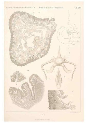 Reproducción/Reproduction 25834575595: Wissenschaftliche Ergebnisse der Deutschen Tiefsee-Expedition auf dem Dampfer ""Valdivia"" 1898-1899.. Jena,G. Fischer,1902-40.