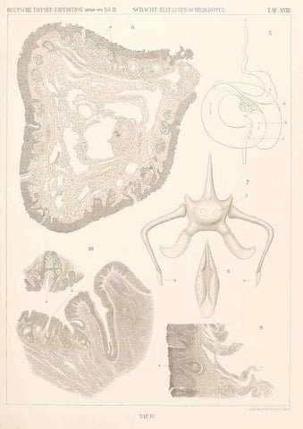 Reproducción/Reproduction 25834575595: Wissenschaftliche Ergebnisse der Deutschen Tiefsee-Expedition auf dem Dampfer ""Valdivia"" 1898-1899.. Jena,G. Fischer,1902-40.