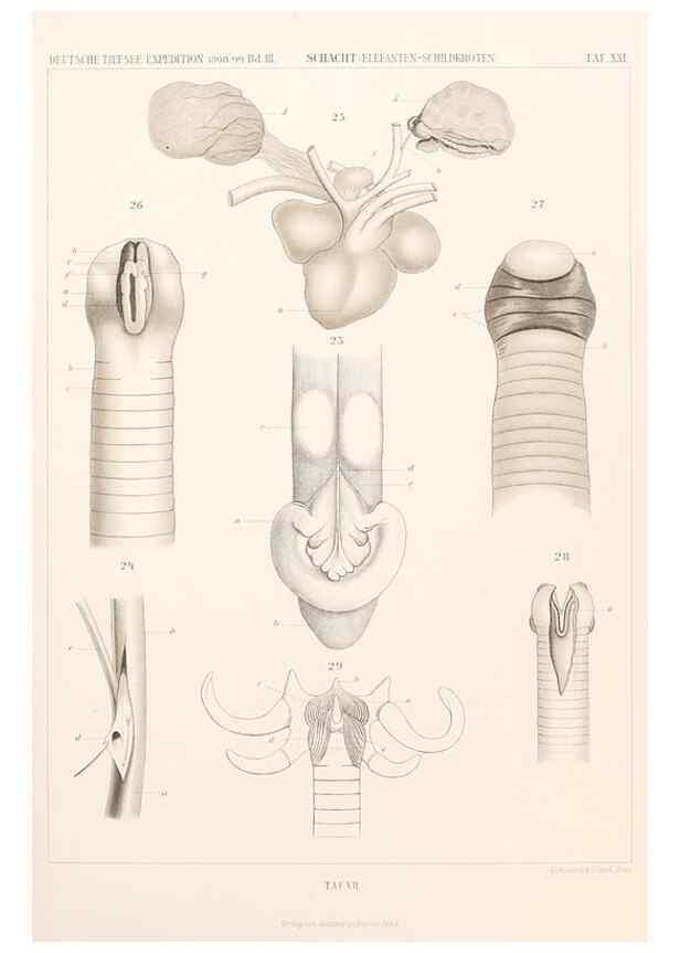 Reproducción/Reproduction 25204077984: Wissenschaftliche Ergebnisse der Deutschen Tiefsee-Expedition auf dem Dampfer ""Valdivia"" 1898-1899.. Jena,G. Fischer,1902-40.