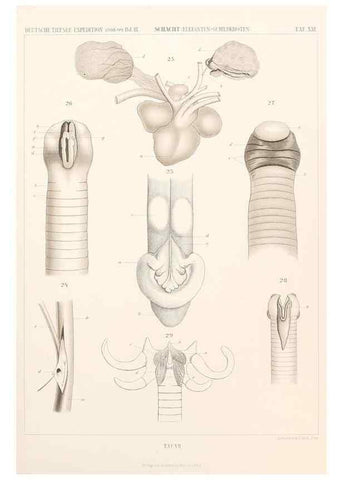 Reproducción/Reproduction 25204077984: Wissenschaftliche Ergebnisse der Deutschen Tiefsee-Expedition auf dem Dampfer ""Valdivia"" 1898-1899.. Jena,G. Fischer,1902-40.