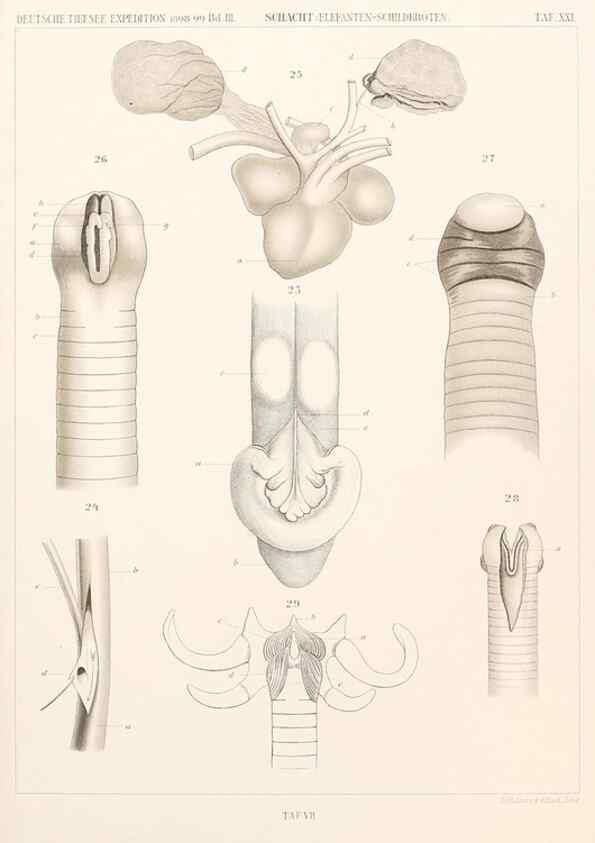 Reproducción/Reproduction 25204077984: Wissenschaftliche Ergebnisse der Deutschen Tiefsee-Expedition auf dem Dampfer ""Valdivia"" 1898-1899.. Jena,G. Fischer,1902-40.
