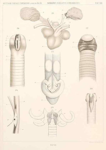 Reproducción/Reproduction 25204077984: Wissenschaftliche Ergebnisse der Deutschen Tiefsee-Expedition auf dem Dampfer ""Valdivia"" 1898-1899.. Jena,G. Fischer,1902-40.