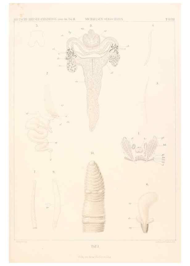 Reproducción/Reproduction 25808531586: Wissenschaftliche Ergebnisse der Deutschen Tiefsee-Expedition auf dem Dampfer ""Valdivia"" 1898-1899.. Jena,G. Fischer,1902-40.