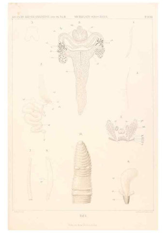 Reproducción/Reproduction 25808531586: Wissenschaftliche Ergebnisse der Deutschen Tiefsee-Expedition auf dem Dampfer ""Valdivia"" 1898-1899.. Jena,G. Fischer,1902-40.