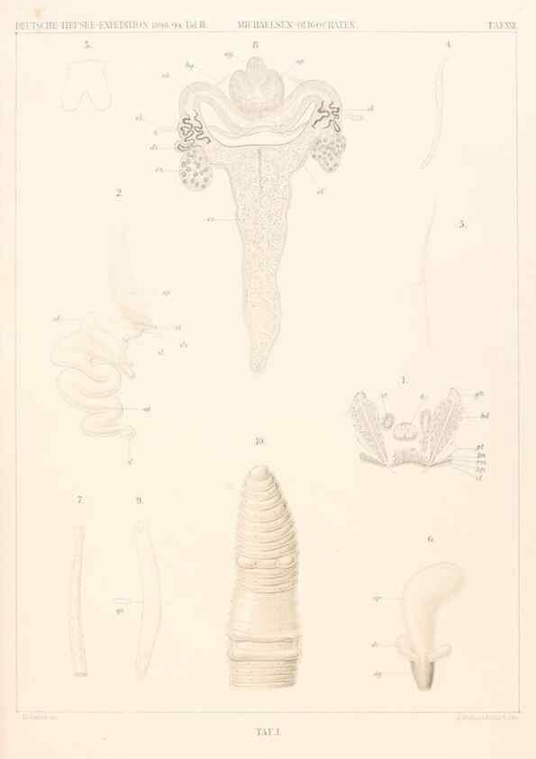 Reproducción/Reproduction 25808531586: Wissenschaftliche Ergebnisse der Deutschen Tiefsee-Expedition auf dem Dampfer ""Valdivia"" 1898-1899.. Jena,G. Fischer,1902-40.