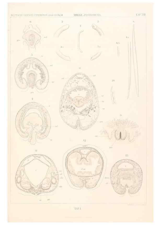 Reproducción/Reproduction 25533904590: Wissenschaftliche Ergebnisse der Deutschen Tiefsee-Expedition auf dem Dampfer ""Valdivia"" 1898-1899.. Jena,G. Fischer,1902-40.