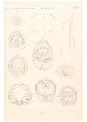 Reproducción/Reproduction 25533904590: Wissenschaftliche Ergebnisse der Deutschen Tiefsee-Expedition auf dem Dampfer ""Valdivia"" 1898-1899.. Jena,G. Fischer,1902-40.