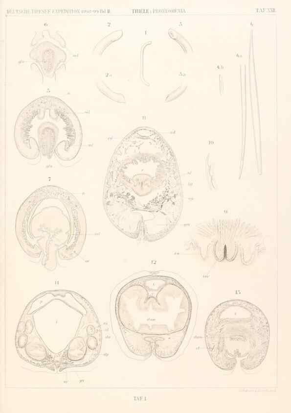 Reproducción/Reproduction 25533904590: Wissenschaftliche Ergebnisse der Deutschen Tiefsee-Expedition auf dem Dampfer ""Valdivia"" 1898-1899.. Jena,G. Fischer,1902-40.