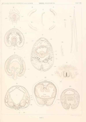 Reproducción/Reproduction 25533904590: Wissenschaftliche Ergebnisse der Deutschen Tiefsee-Expedition auf dem Dampfer ""Valdivia"" 1898-1899.. Jena,G. Fischer,1902-40.