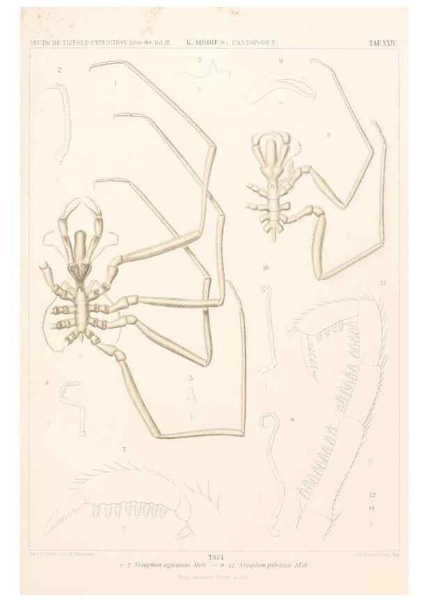 Reproducción/Reproduction 25533909370: Wissenschaftliche Ergebnisse der Deutschen Tiefsee-Expedition auf dem Dampfer ""Valdivia"" 1898-1899.. Jena,G. Fischer,1902-40.