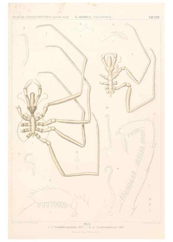 Reproducción/Reproduction 25533909370: Wissenschaftliche Ergebnisse der Deutschen Tiefsee-Expedition auf dem Dampfer ""Valdivia"" 1898-1899.. Jena,G. Fischer,1902-40.