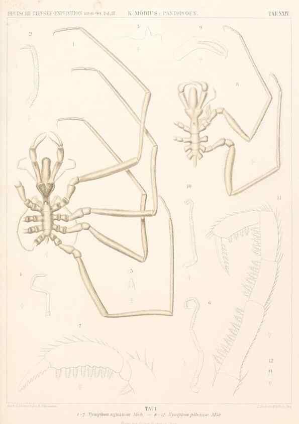 Reproducción/Reproduction 25533909370: Wissenschaftliche Ergebnisse der Deutschen Tiefsee-Expedition auf dem Dampfer ""Valdivia"" 1898-1899.. Jena,G. Fischer,1902-40.