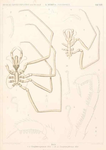 Reproducción/Reproduction 25533909370: Wissenschaftliche Ergebnisse der Deutschen Tiefsee-Expedition auf dem Dampfer ""Valdivia"" 1898-1899.. Jena,G. Fischer,1902-40.