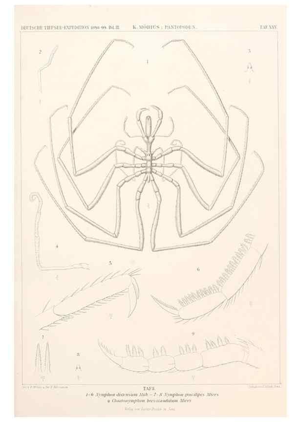 Reproducción/Reproduction 25808543826: Wissenschaftliche Ergebnisse der Deutschen Tiefsee-Expedition auf dem Dampfer ""Valdivia"" 1898-1899.. Jena,G. Fischer,1902-40.
