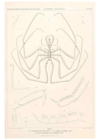 Reproducción/Reproduction 25808543826: Wissenschaftliche Ergebnisse der Deutschen Tiefsee-Expedition auf dem Dampfer ""Valdivia"" 1898-1899.. Jena,G. Fischer,1902-40.