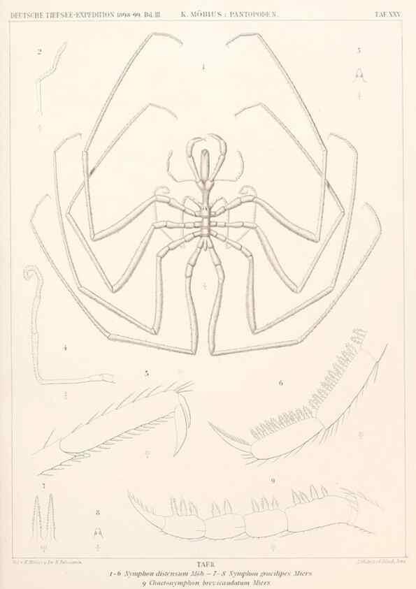 Reproducción/Reproduction 25808543826: Wissenschaftliche Ergebnisse der Deutschen Tiefsee-Expedition auf dem Dampfer ""Valdivia"" 1898-1899.. Jena,G. Fischer,1902-40.