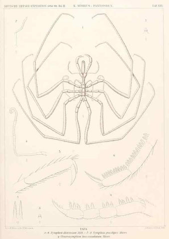 Reproducción/Reproduction 25808543826: Wissenschaftliche Ergebnisse der Deutschen Tiefsee-Expedition auf dem Dampfer ""Valdivia"" 1898-1899.. Jena,G. Fischer,1902-40.