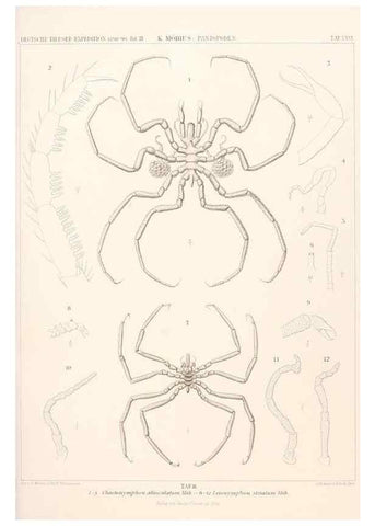 Reproducción/Reproduction 25808546026: Wissenschaftliche Ergebnisse der Deutschen Tiefsee-Expedition auf dem Dampfer ""Valdivia"" 1898-1899.. Jena,G. Fischer,1902-40.