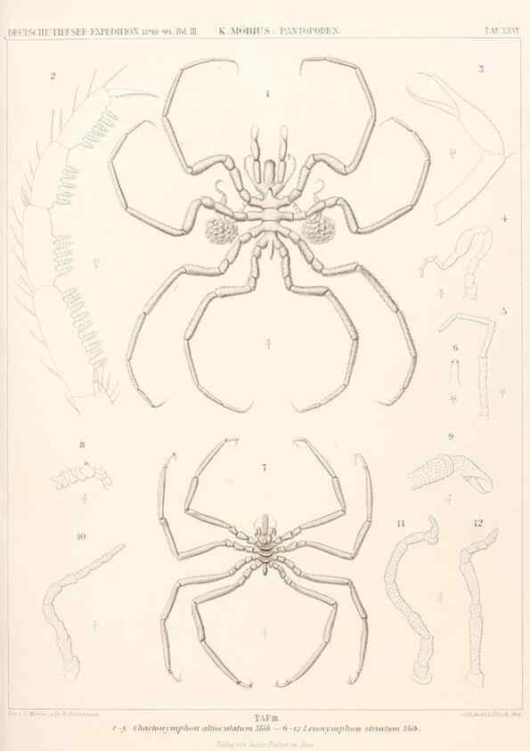 Reproducción/Reproduction 25808546026: Wissenschaftliche Ergebnisse der Deutschen Tiefsee-Expedition auf dem Dampfer ""Valdivia"" 1898-1899.. Jena,G. Fischer,1902-40.