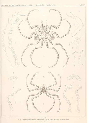 Reproducción/Reproduction 25808546026: Wissenschaftliche Ergebnisse der Deutschen Tiefsee-Expedition auf dem Dampfer ""Valdivia"" 1898-1899.. Jena,G. Fischer,1902-40.