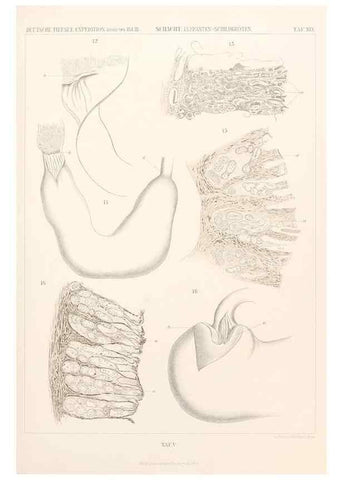 Reproducción/Reproduction 25739477551: Wissenschaftliche Ergebnisse der Deutschen Tiefsee-Expedition auf dem Dampfer ""Valdivia"" 1898-1899.. Jena,G. Fischer,1902-40.