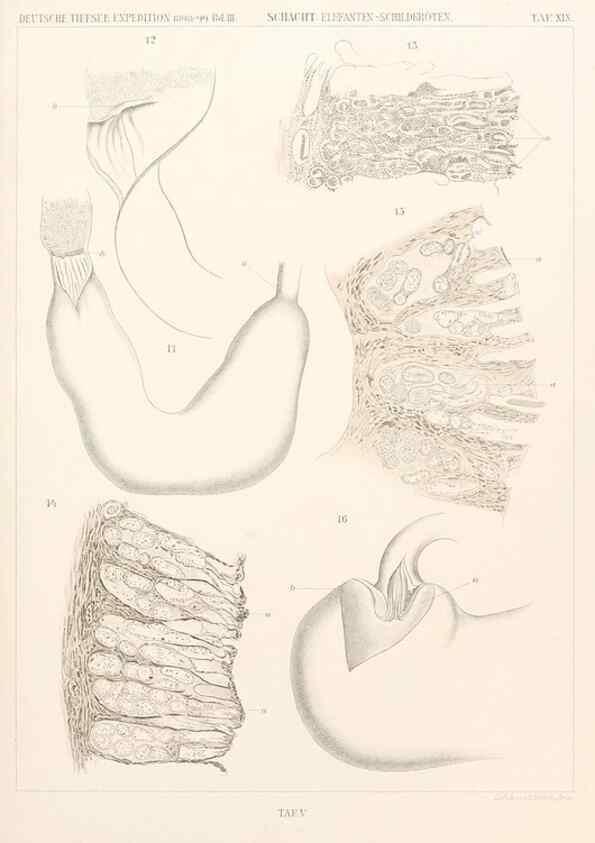 Reproducción/Reproduction 25739477551: Wissenschaftliche Ergebnisse der Deutschen Tiefsee-Expedition auf dem Dampfer ""Valdivia"" 1898-1899.. Jena,G. Fischer,1902-40.