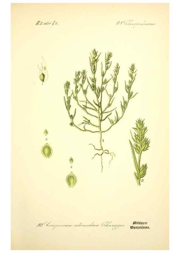Reproducción/Reproduction 27100004096: Prof. Dr. Thomé's Flora von Deutschland, Österreich und der Schweiz, in Wort und Bild, für Schule und Haus ; mit ... Tafeln ... von Walter Müller.. Gera-Untermhaus :F.E. Köhler,1886-1934.