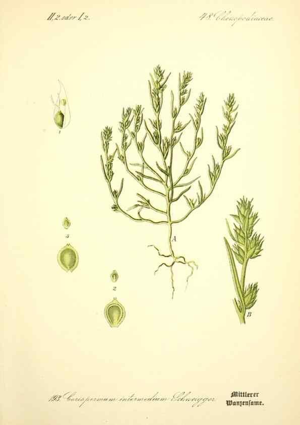 Reproducción/Reproduction 27100004096: Prof. Dr. Thomé's Flora von Deutschland, Österreich und der Schweiz, in Wort und Bild, für Schule und Haus ; mit ... Tafeln ... von Walter Müller.. Gera-Untermhaus :F.E. Köhler,1886-1934.