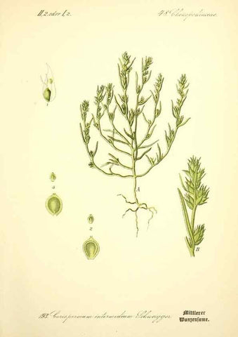 Reproducción/Reproduction 27100004096: Prof. Dr. Thomé's Flora von Deutschland, Österreich und der Schweiz, in Wort und Bild, für Schule und Haus ; mit ... Tafeln ... von Walter Müller.. Gera-Untermhaus :F.E. Köhler,1886-1934.