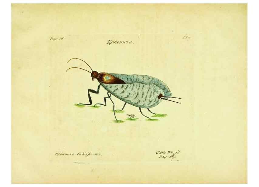 Reproducción/Reproduction 26917545316: A decade of curious insects: some of them not describ'd before:. London,Printed for the author,1773.