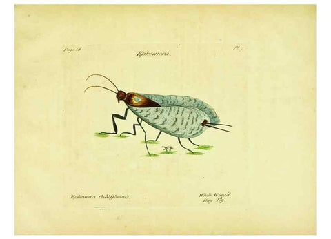Reproducción/Reproduction 26917545316: A decade of curious insects: some of them not describ'd before:. London,Printed for the author,1773.