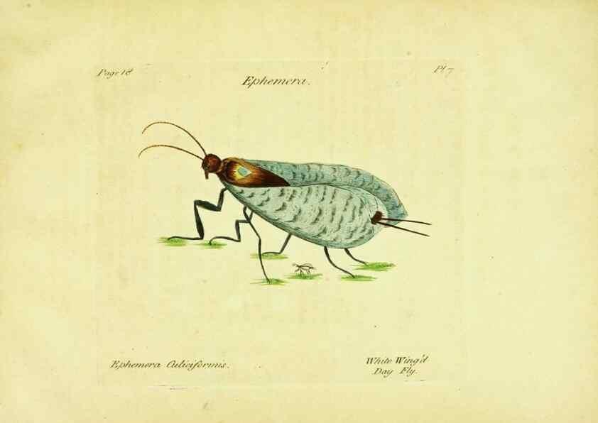 Reproducción/Reproduction 26917545316: A decade of curious insects: some of them not describ'd before:. London,Printed for the author,1773.