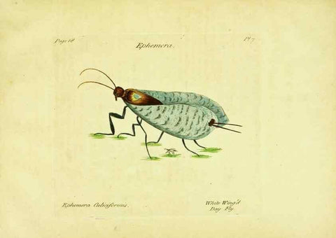 Reproducción/Reproduction 26917545316: A decade of curious insects: some of them not describ'd before:. London,Printed for the author,1773.