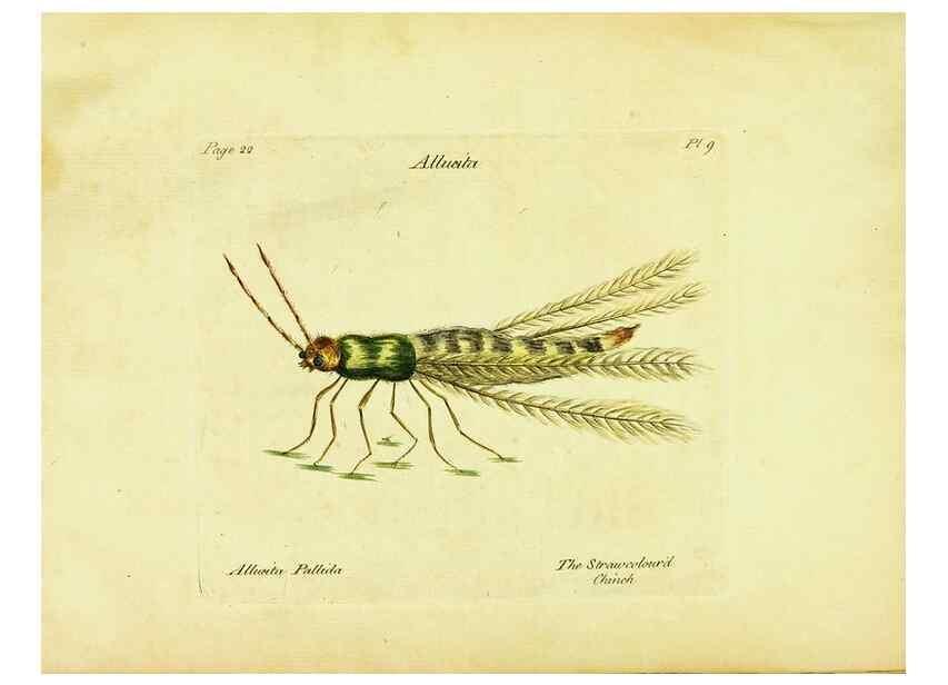 Reproducción/Reproduction 26882770241: A decade of curious insects: some of them not describ'd before:. London,Printed for the author,1773.