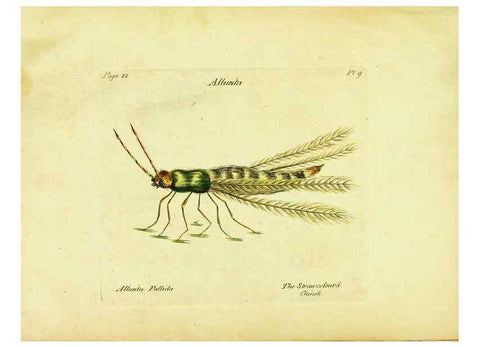 Reproducción/Reproduction 26882770241: A decade of curious insects: some of them not describ'd before:. London,Printed for the author,1773.