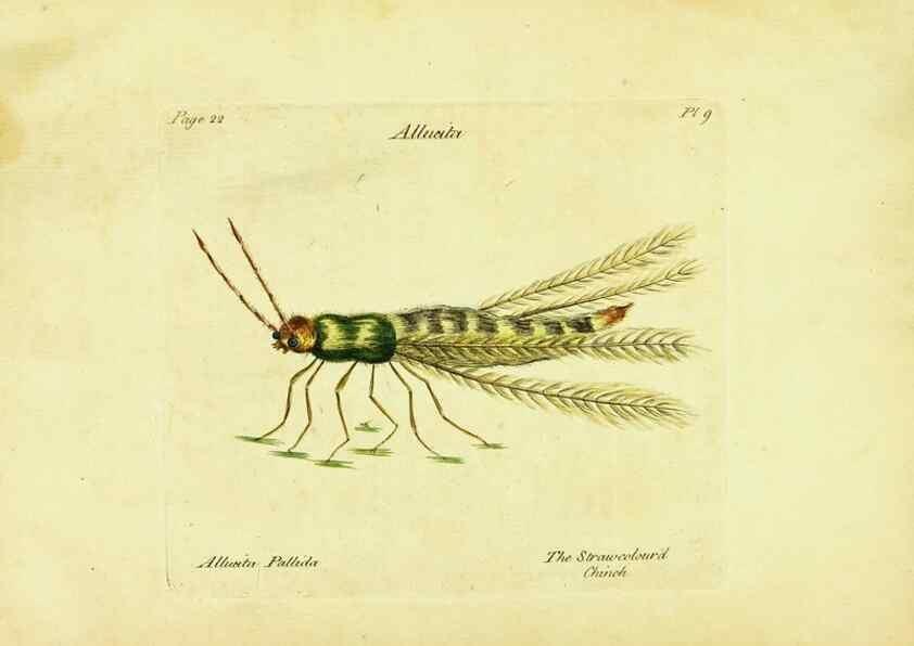 Reproducción/Reproduction 26882770241: A decade of curious insects: some of them not describ'd before:. London,Printed for the author,1773.