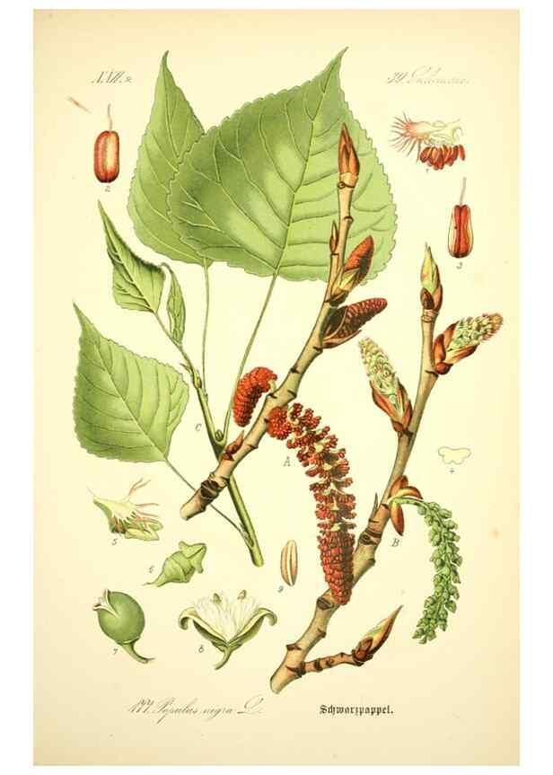 Reproducción/Reproduction 26858893970: Prof. Dr. Thomé's Flora von Deutschland, Österreich und der Schweiz, in Wort und Bild, für Schule und Haus ; mit ... Tafeln ... von Walter Müller.. Gera-Untermhaus :F.E. Köhler,1886-1934.