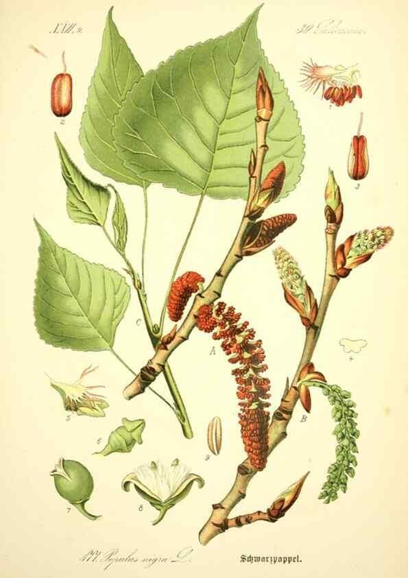 Reproducción/Reproduction 26858893970: Prof. Dr. Thomé's Flora von Deutschland, Österreich und der Schweiz, in Wort und Bild, für Schule und Haus ; mit ... Tafeln ... von Walter Müller.. Gera-Untermhaus :F.E. Köhler,1886-1934.