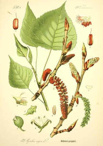 Reproducción/Reproduction 26858893970: Prof. Dr. Thomé's Flora von Deutschland, Österreich und der Schweiz, in Wort und Bild, für Schule und Haus ; mit ... Tafeln ... von Walter Müller.. Gera-Untermhaus :F.E. Köhler,1886-1934.