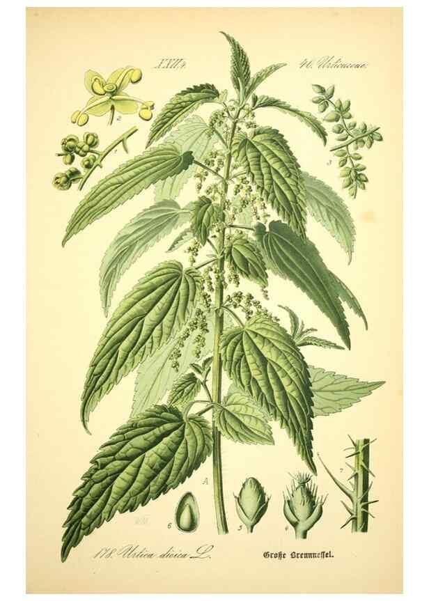 Reproducción/Reproduction 27099950376: Prof. Dr. Thomé's Flora von Deutschland, Österreich und der Schweiz, in Wort und Bild, für Schule und Haus ; mit ... Tafeln ... von Walter Müller.. Gera-Untermhaus :F.E. Köhler,1886-1934.