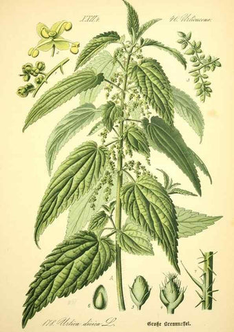 Reproducción/Reproduction 27099950376: Prof. Dr. Thomé's Flora von Deutschland, Österreich und der Schweiz, in Wort und Bild, für Schule und Haus ; mit ... Tafeln ... von Walter Müller.. Gera-Untermhaus :F.E. Köhler,1886-1934.