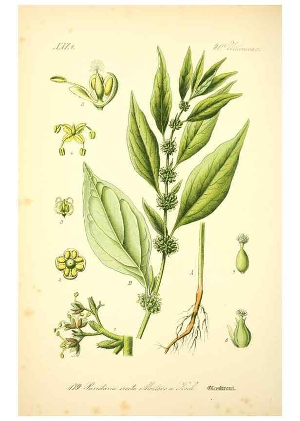 Reproducción/Reproduction 27038442422: Prof. Dr. Thomé's Flora von Deutschland, Österreich und der Schweiz, in Wort und Bild, für Schule und Haus ; mit ... Tafeln ... von Walter Müller.. Gera-Untermhaus :F.E. Köhler,1886-1934.