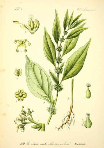 Reproducción/Reproduction 27038442422: Prof. Dr. Thomé's Flora von Deutschland, Österreich und der Schweiz, in Wort und Bild, für Schule und Haus ; mit ... Tafeln ... von Walter Müller.. Gera-Untermhaus :F.E. Köhler,1886-1934.
