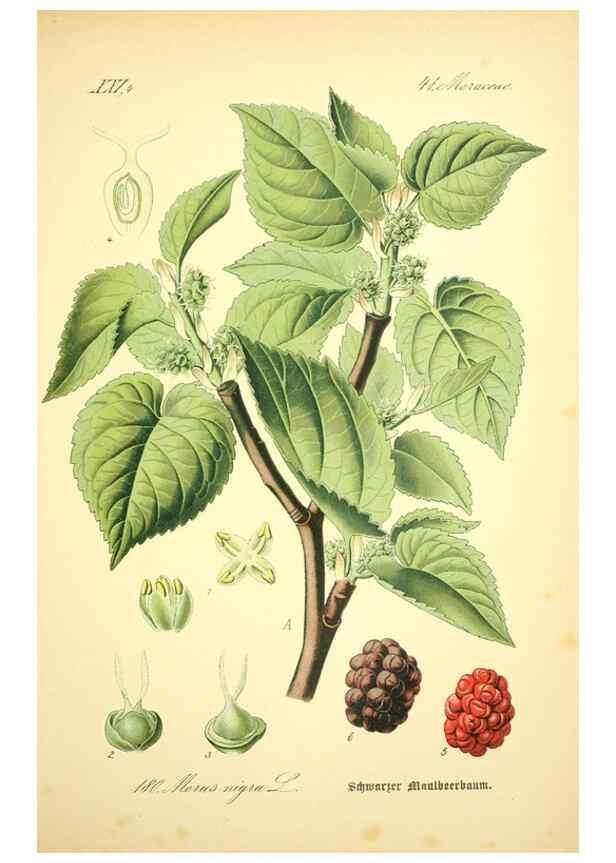 Reproducción/Reproduction 26858913170: Prof. Dr. Thomé's Flora von Deutschland, Österreich und der Schweiz, in Wort und Bild, für Schule und Haus ; mit ... Tafeln ... von Walter Müller.. Gera-Untermhaus :F.E. Köhler,1886-1934.