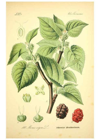Reproducción/Reproduction 26858913170: Prof. Dr. Thomé's Flora von Deutschland, Österreich und der Schweiz, in Wort und Bild, für Schule und Haus ; mit ... Tafeln ... von Walter Müller.. Gera-Untermhaus :F.E. Köhler,1886-1934.